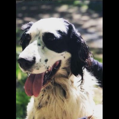 CEDRIC, SETTER INGLESE, UNA MERAVIGLIA CHE CERCA CASA, CANE IN ADOZIONE - Foto 5