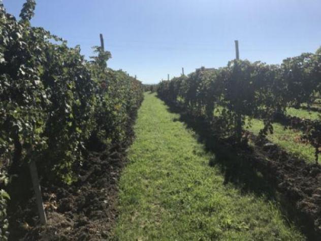 Terreno di 18000 m² in vendita a Carpi