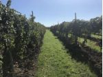 Terreno di 18000 m² in vendita a Carpi