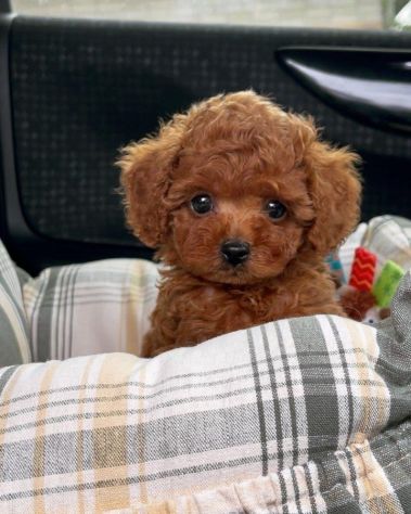BARBONCINI E BARBONCINE DISPONIBILI – CUCCIOLI DI 3–4 MESI - Foto 3