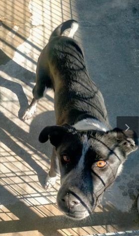 Giovane, dolce, tg media usata x Ie cucciolate,mollata, in canile.PUGLIA - Foto 4
