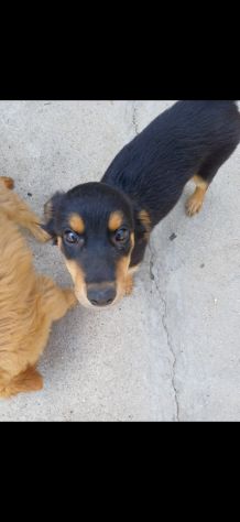 Regalo 1 cucciola femmina
