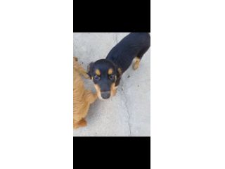 Regalo 1 cucciola femmina