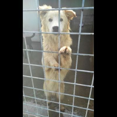 STANNO CRESCENDO IN CANILE; MERITANO UNA VITA . GIOVANI CAGNOLINI IN ADOZIONE - Foto 2