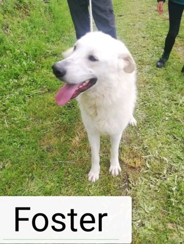 FOSTER cane in adozione - Foto 5