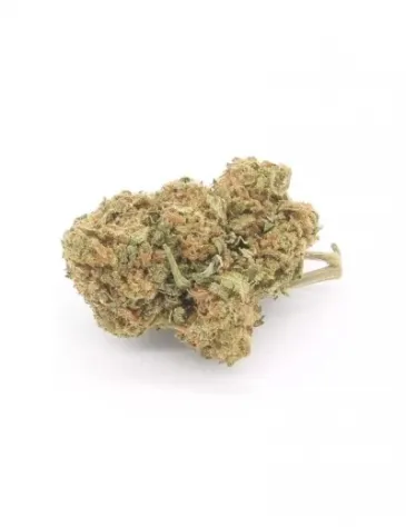 Amnesia Haze Campionatura