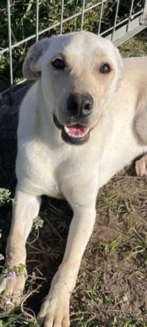 CARLOS SIMIL LABRADOR IN MINIATURA CUCCIOLO IN ADOZIONE - Foto 9
