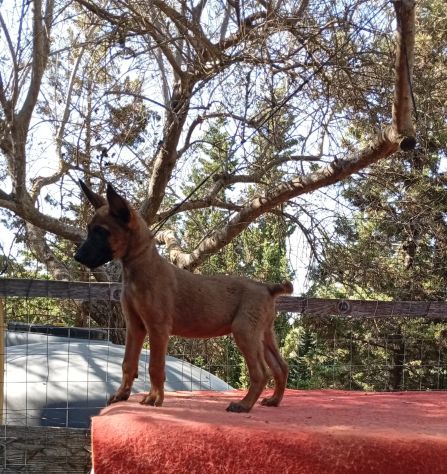 Cuccioli Malinois - Foto 3
