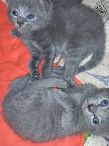 Cuccioli di CERTOSINO PURISSIMI - Foto 2