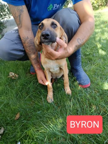 CUCCIOLI IN ADOZIONE - Foto 2