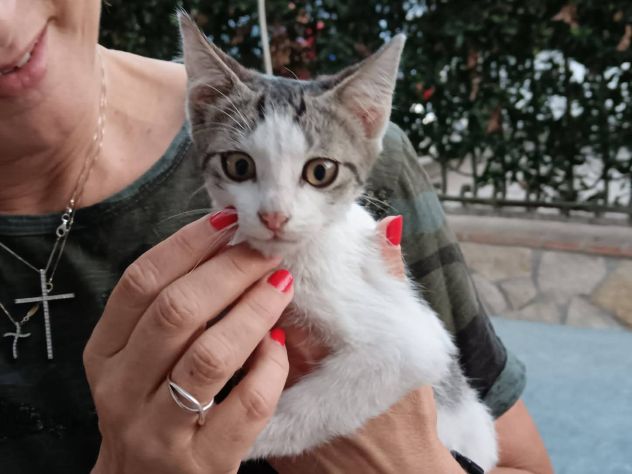 Natalino gattino - Foto 2