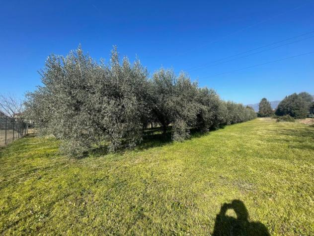 Terreno agricolo in vendita a Lammari - Capannori 5013 mq Rif: 1096430 - Foto 2