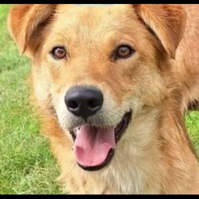 FABER TENERO E AFFETTUOSO CAGNOLINO IN ADOZIONE - Foto 2