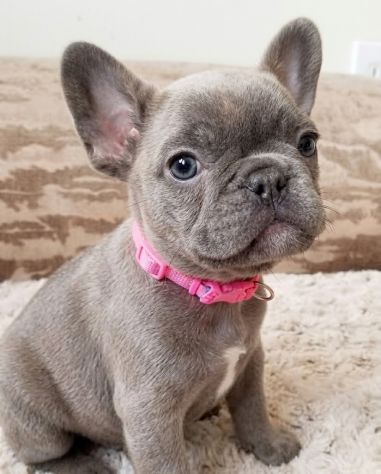 BULLDOG FRANCESE CUCCIOLI BLU - pagamento in 12 mesi - Foto 2