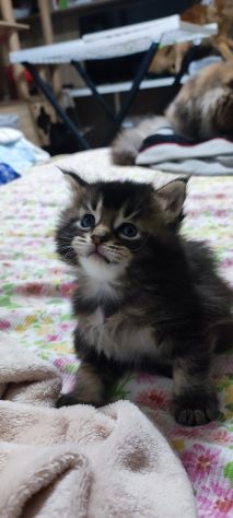 Maine coon - Foto 5