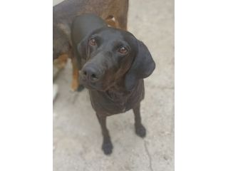 Giuditta