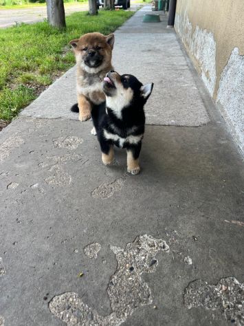 Cuccioli di Shiba Inu con Pedigree - Foto 3