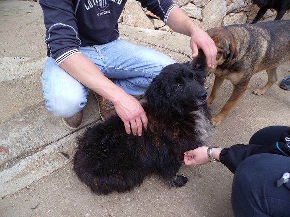 BELLINA, docile cagnolina in cerca di casa - Foto 5