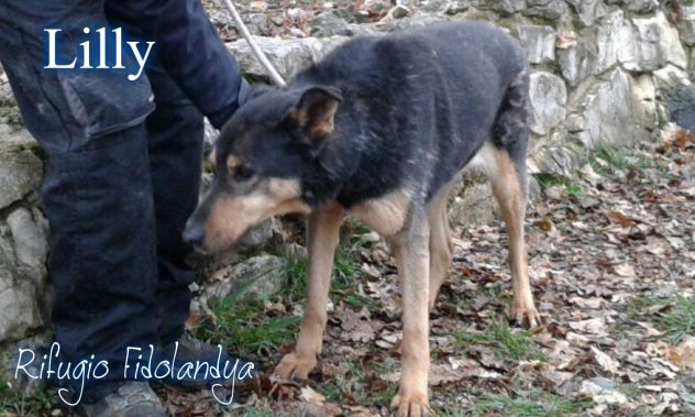 LILLY, adozione del cuore - Foto 2