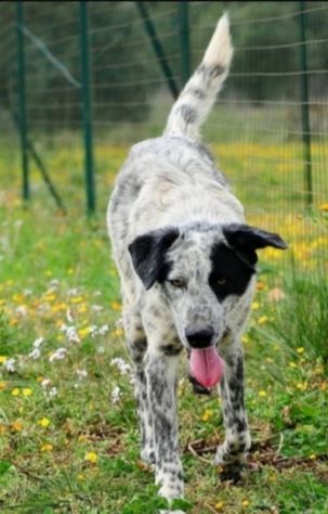 Furia 3anni mix Setter tg grande in canile da mesi.PUGLIA