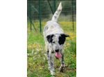 Furia 3anni  mix Setter tg grande in canile da mesi.PUGLIA