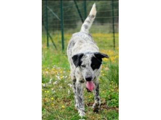 Furia 3anni mix Setter tg grande in canile da mesi.PUGLIA