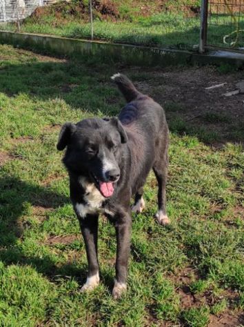 BENNY DOLCE E RISERVATO CAGNOLINO IN ADOZIONE - Foto 7