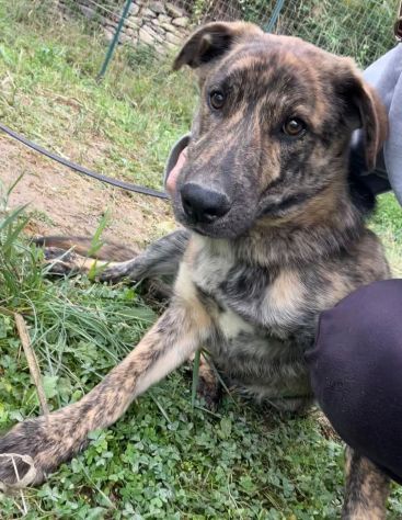 UGO Cucciolo di mamma husky in adozione