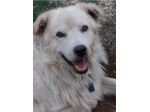 CANE IN ADOZIONE: GREG