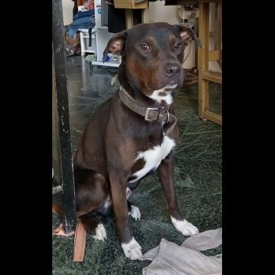 NERINO CAGNOLINO IN ADOZIONE - Foto 2