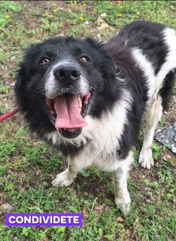 Cosmo mix Border Collie 3anni buonissimo,in box.TERAMO - Foto 4