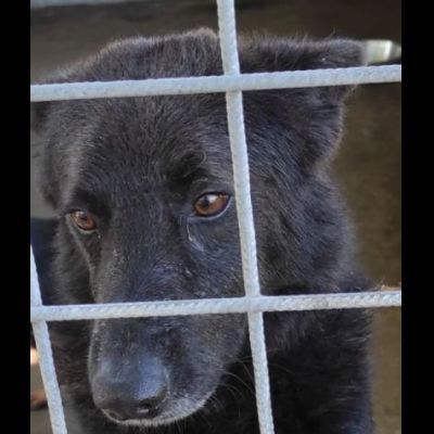 CAGNOLINO IN ADOZIONE - Foto 4