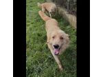 TIMON DOLCISSIMO simil Golden retriever cane in adozione