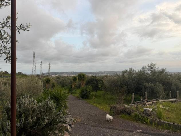 Uliveto in vendita a Belpasso - Foto 6