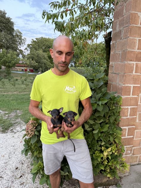 Nuovi Cuccioli di Pinscher - Foto 4