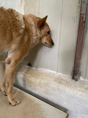 ROSITA ADDOLORATA PRIVATA DELLA LIBERTÀ CANE IN ADOZIONE - Foto 3