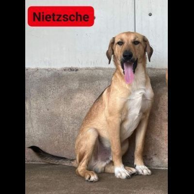NIETZSCHE CUCCIOLO IN ADOZIONE Taglia medio contenuta 10 mesi - Foto 4