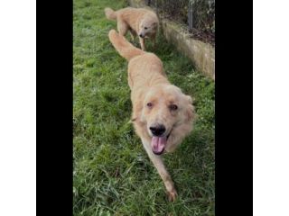 TIMON DOLCISSIMO simil Golden retriever cane in adozione