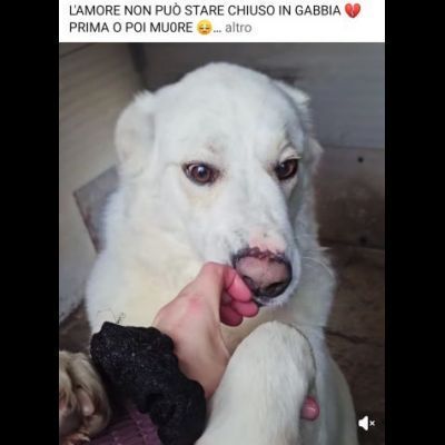 SONNY molto affettuoso, CANE IN ADOZIONE tg media