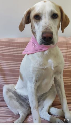 Mix Segugia/Setter 5anni mollata 2anni fa.ROMA - Foto 5