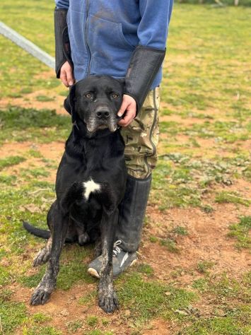 Black Jack un cane vincente - Foto 6