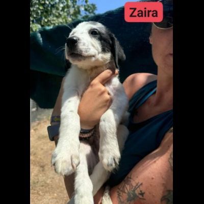 CUCCIOLI IN ADOZIONE  ZACK, ZAGOR, ZAIRA. - Foto 9
