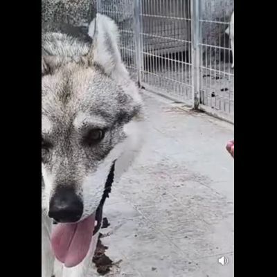 ZEUS LUPO CECOSLOVACCO CERCA SALVEZZA Cane in adozione - Foto 7