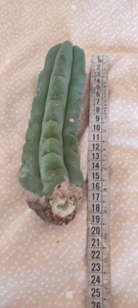 Cactus San Pedro - Foto 4