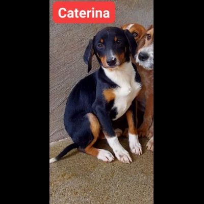 Erano solo cucciole,  CAMILLA e CATERINA CERCANO SALVEZZA CAGNOLINE IN ADOZIONE - Foto 5