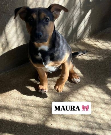 MAURA VARCO ROSEA DOLCISSIMI CUCCIOLI IN ADOZIONE - Foto 6