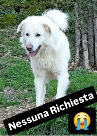 WHISKY CARATTERE ECCEZIONALE SALVATO DAL SUO AGUZZINO CERCA CASA CANE IN ADOZION - Foto 3