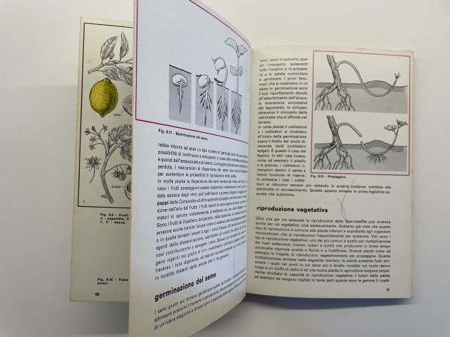 Elementi di biologia 1, Giuseppe Cognetti, edizioni Calderini (1972) - Foto 7