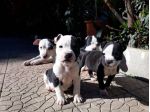 Cuccioli Pit Bull a Bari in Puglia . Pitbull con pedigree.