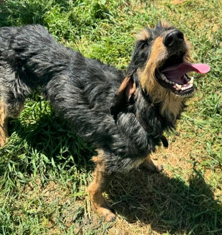 Aramis 5 anni segugio pelo ruvido - Foto 2